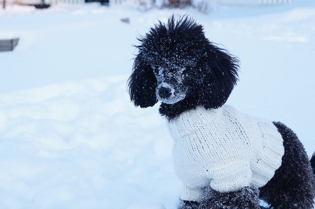 black poodle