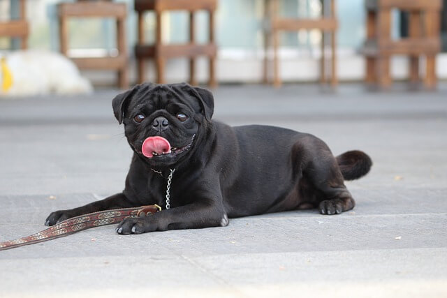 black-pug