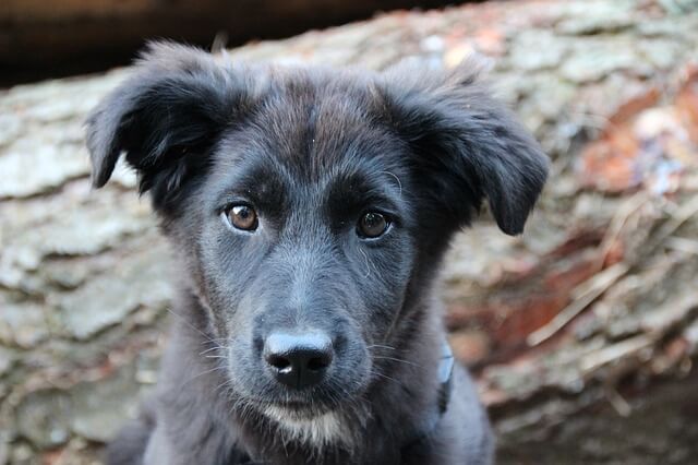 black puppy