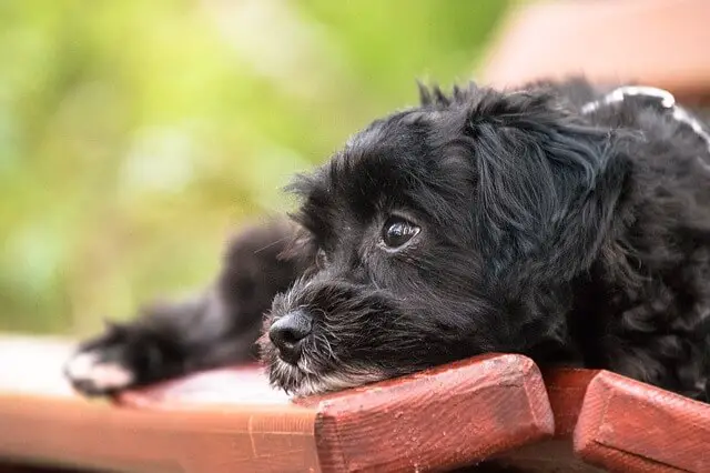 black puppy