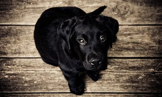 black puppy from above