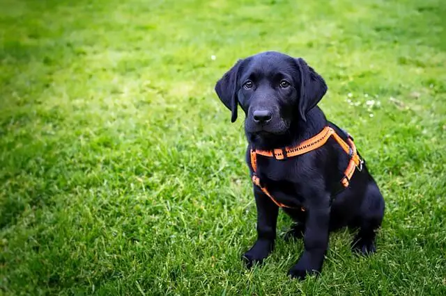 black puppy on a meadow