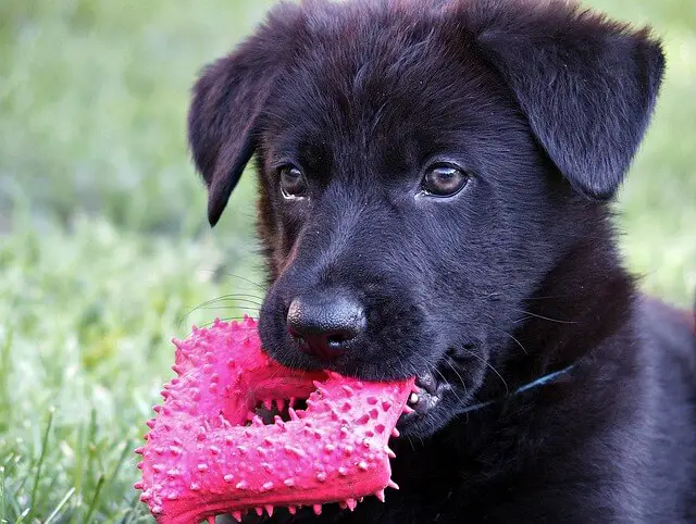black puppy with a toy