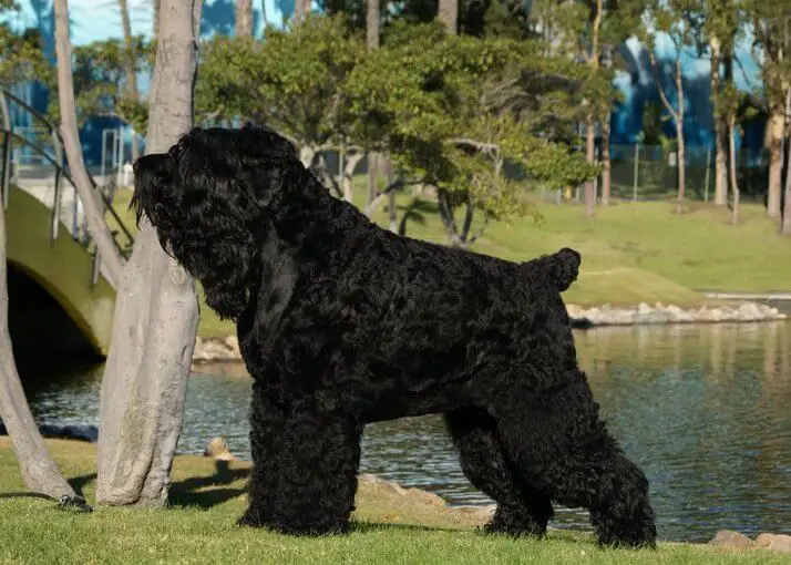 black russian terrier dog