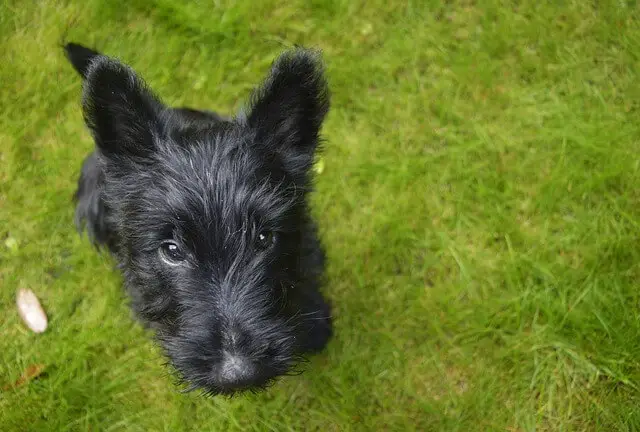 black scottish terrier