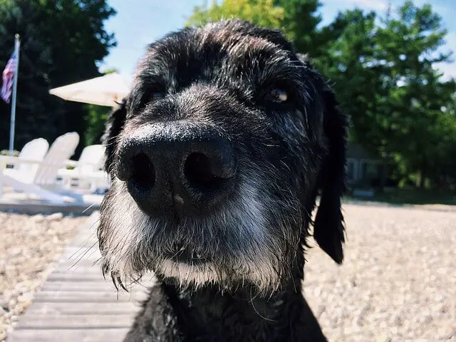 black senior dog