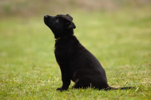 black shepherd sitting