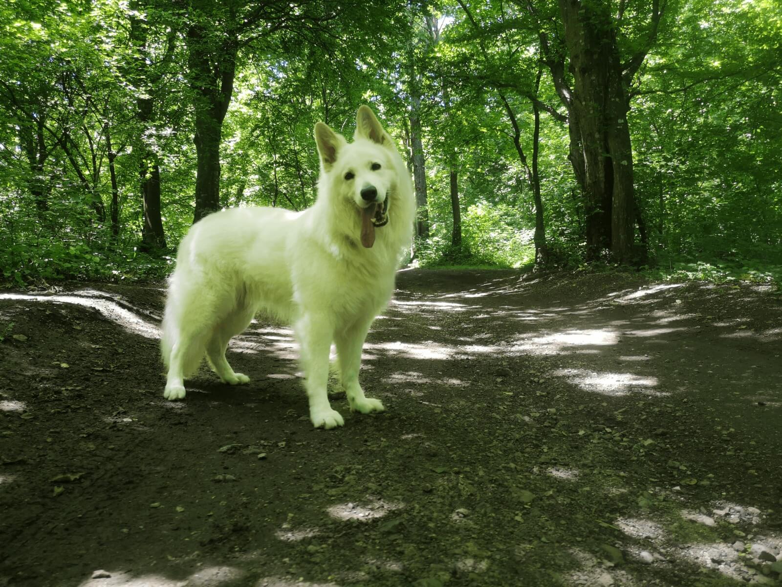 blanc suisse