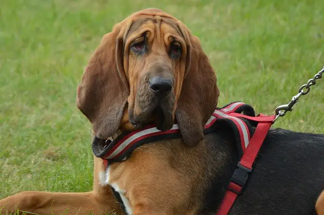 bloodhound