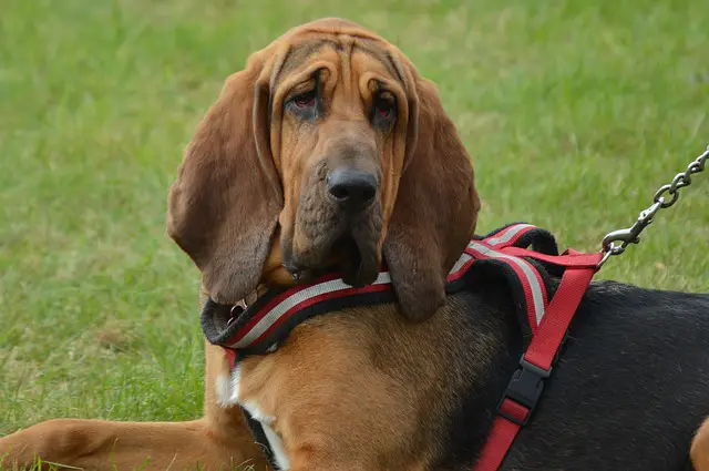 Perro de San Huberto 