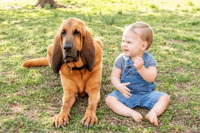 Bloodhound and kid