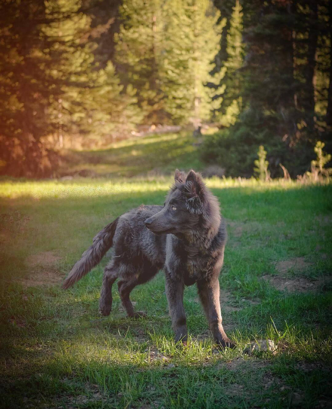 blue bay shepherd