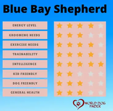 Blue Bay Shepherd characteristics