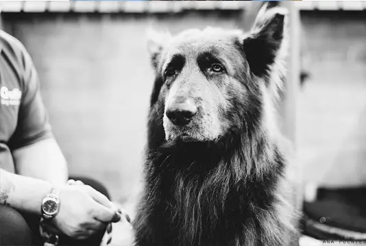 Blue Bay Shepherd