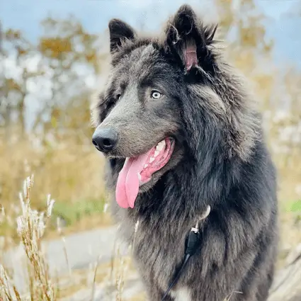 blue bay shepherd looking