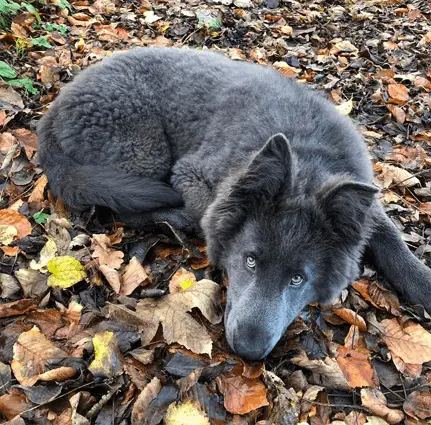 Blue Bay Shepherd on leaves