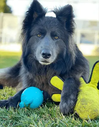 Blue Bay Shepherd with toy