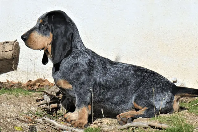 blue gascony basset