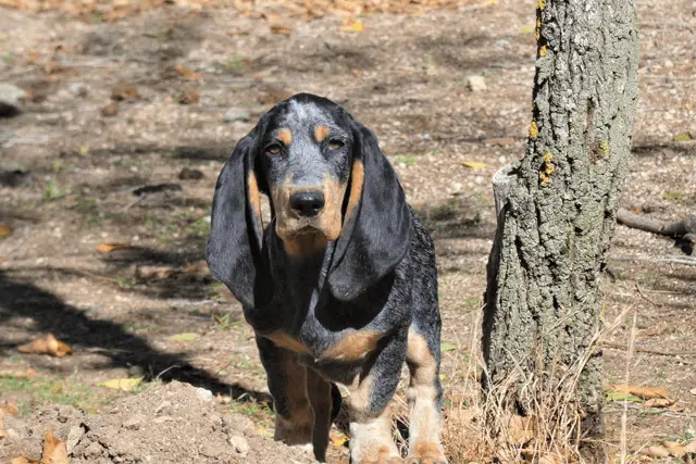 blue gascony basset