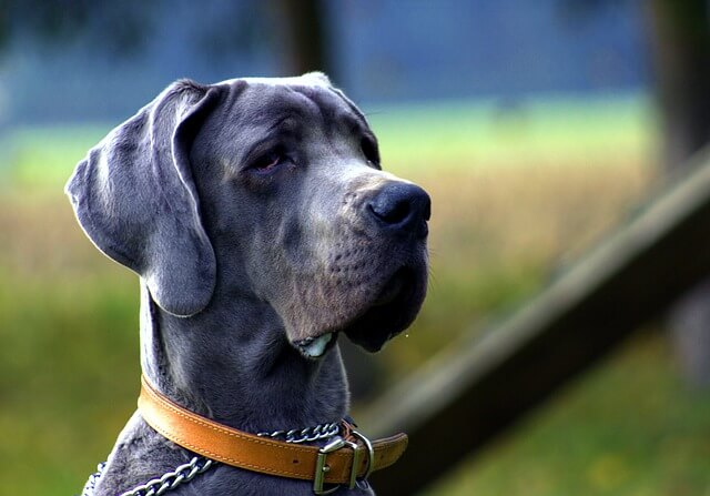 blue great dane