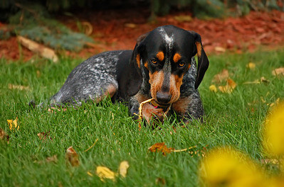 bluetick coonhound and stick