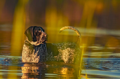 bluetick_coonhound_in_water