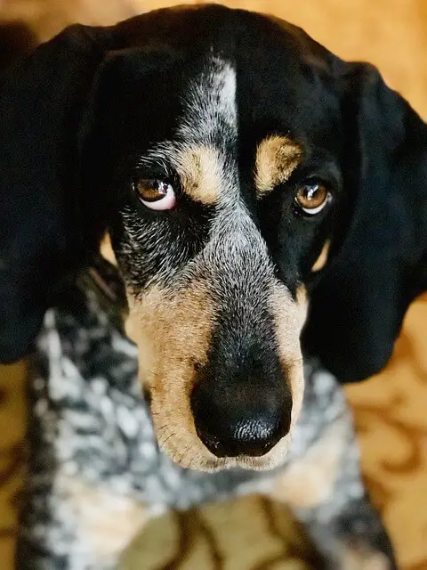 bluetick coonhound