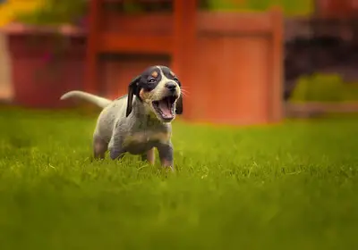 bluetick coonhound pup