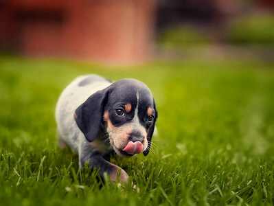 bluetick_coonhound_puppy