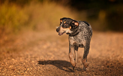 bluetick_coonhound_run