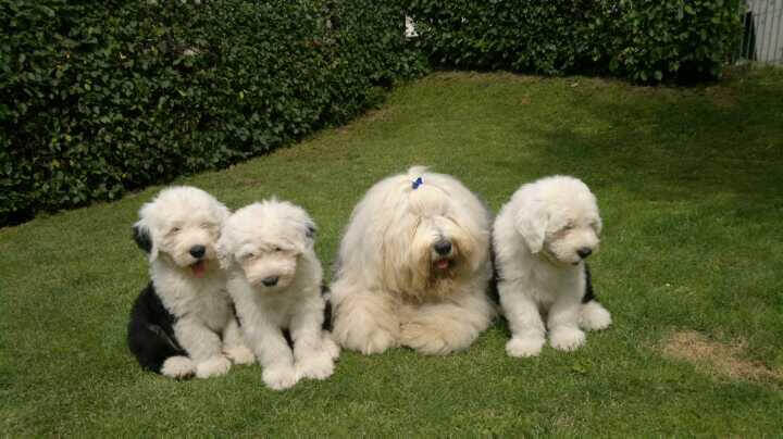 bobtail dogs