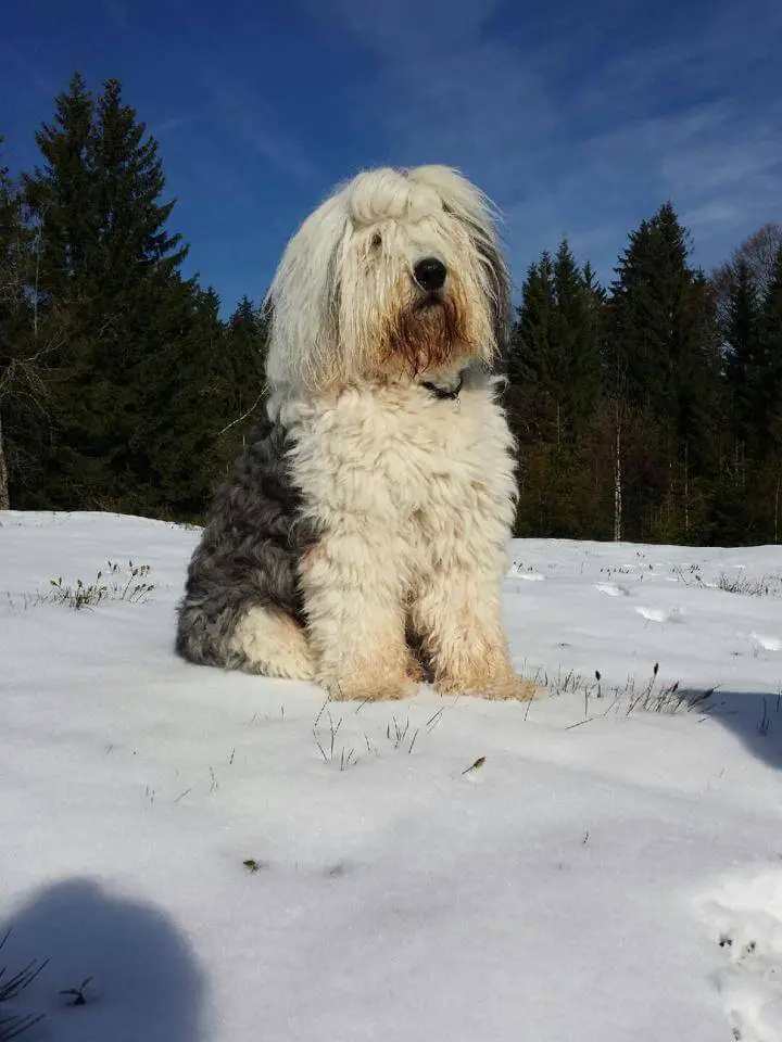 bobtail on snow