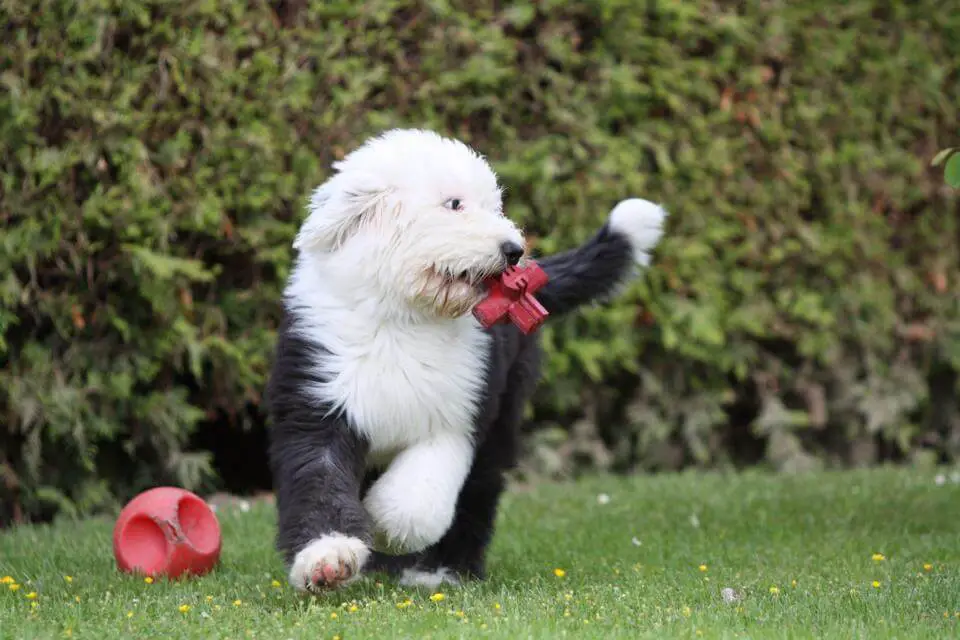 bobtail puppy