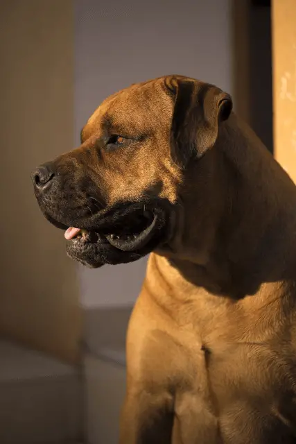 Boerboel