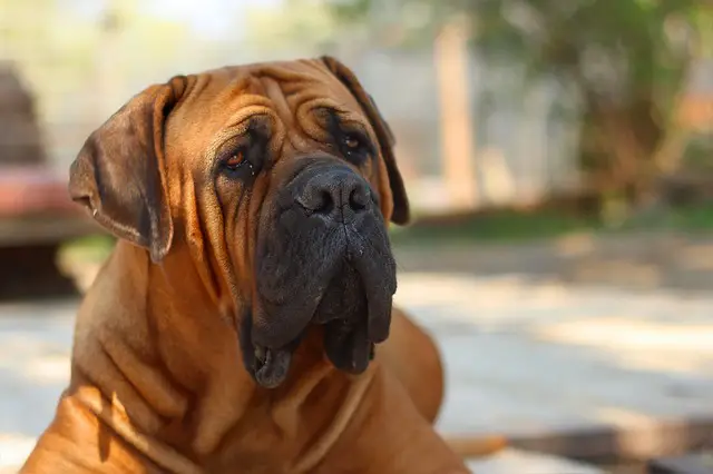 boerboel dog