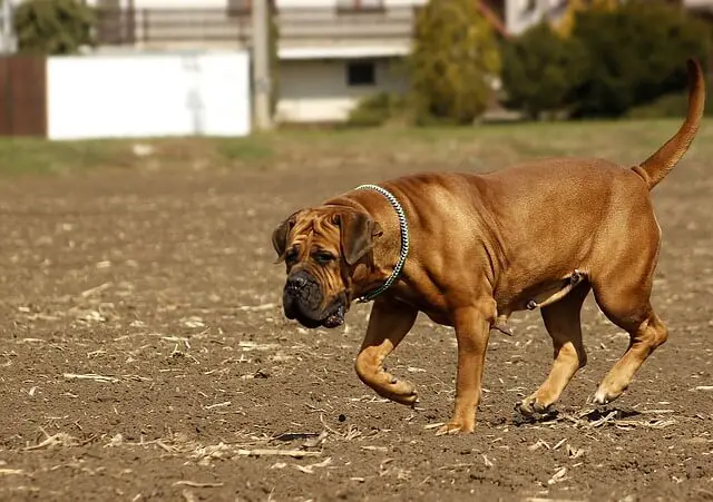 Južnoafrički mastif - Boerboel