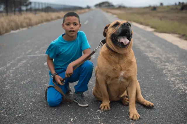 Boerboel and kid