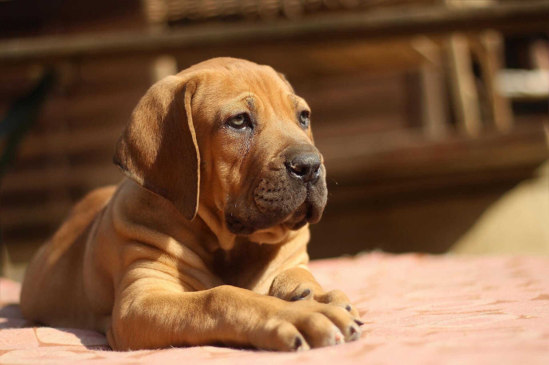 štene boerboela