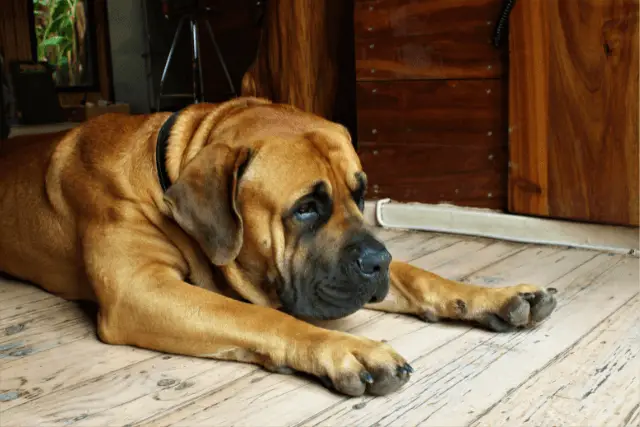 Boerboel laying