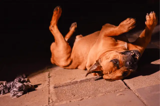 Boerboel playing