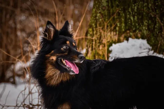 Bohemian Shepherd