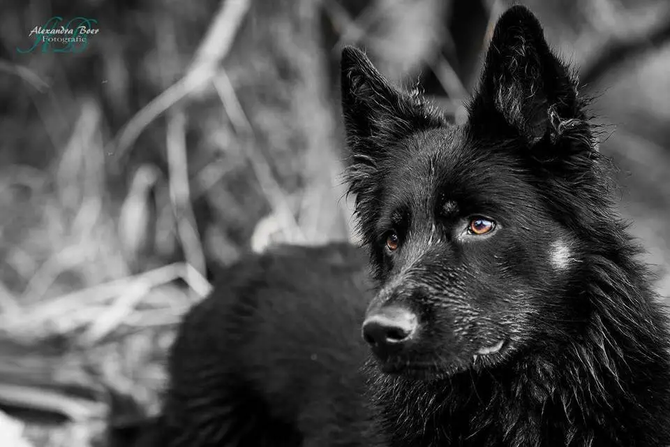 bohemian shepherd