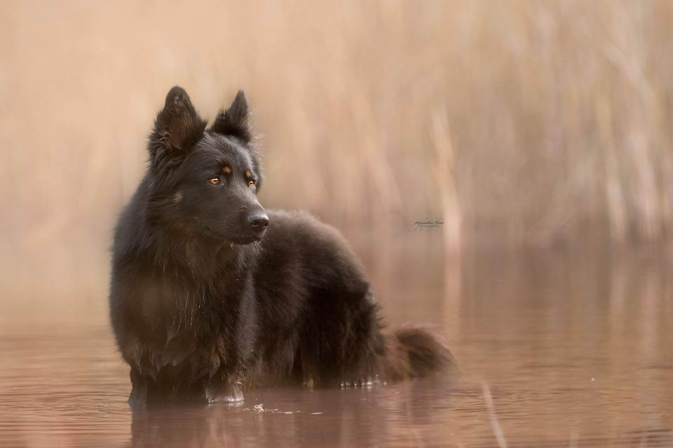 bohemian shepherd in lake