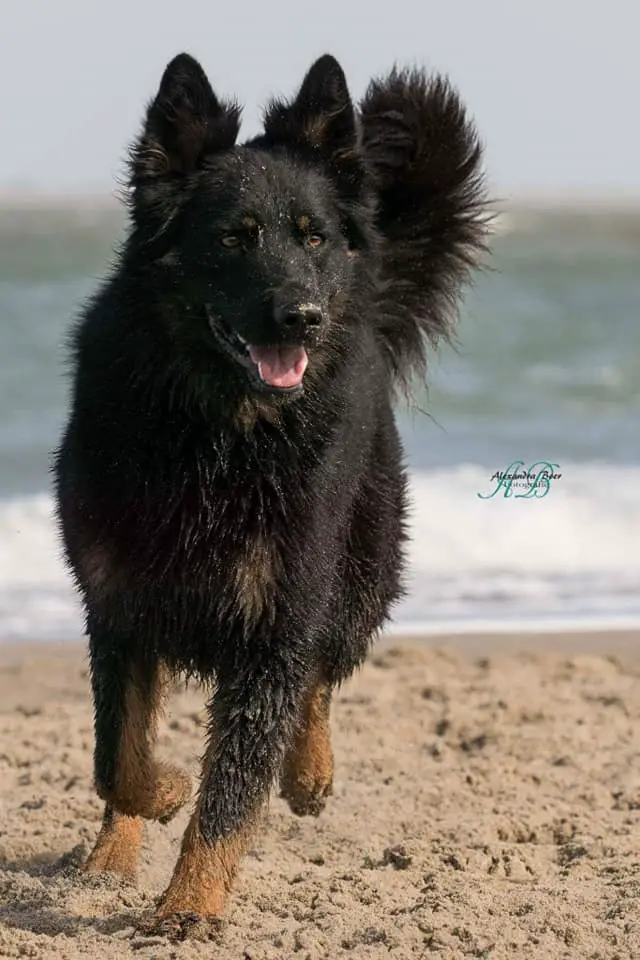 bohemian shepherd on beach