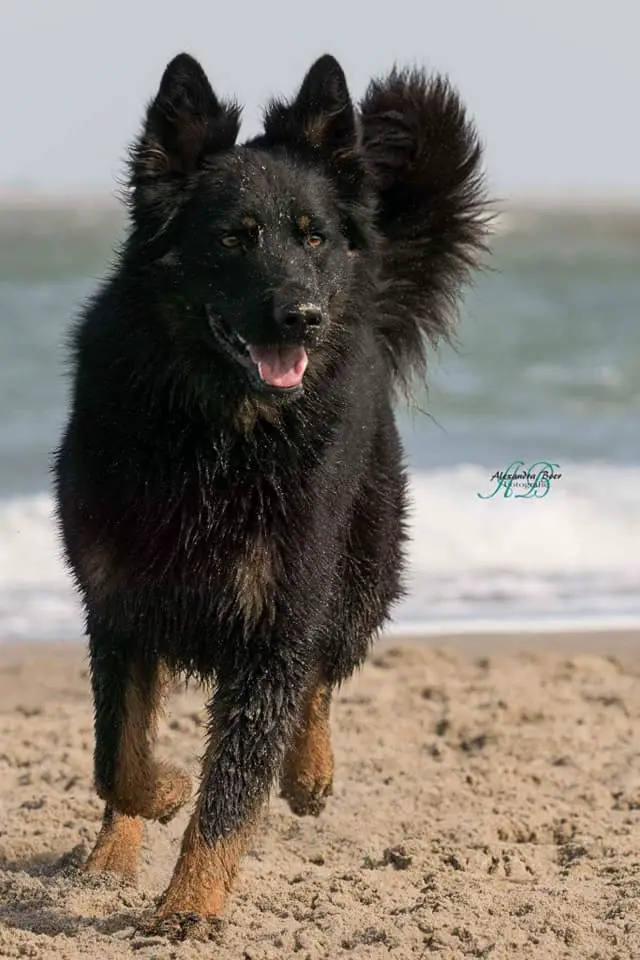 Bohemian Shepherd Dog Breed Information