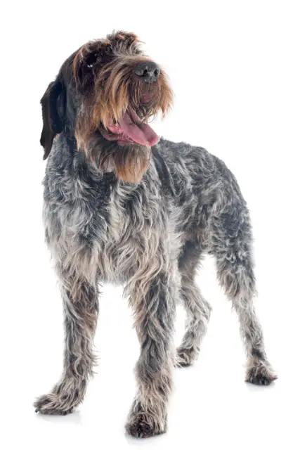 Bohemian Wirehaired Pointing Griffon