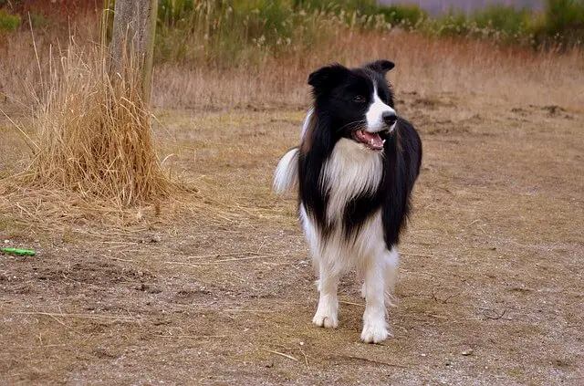 border collie