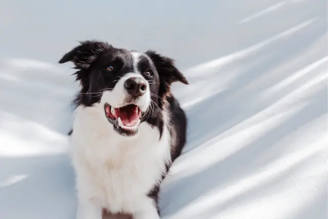 Border Collie