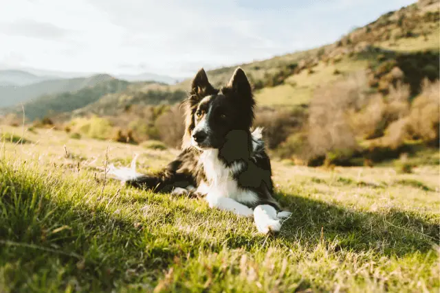 Border Collie