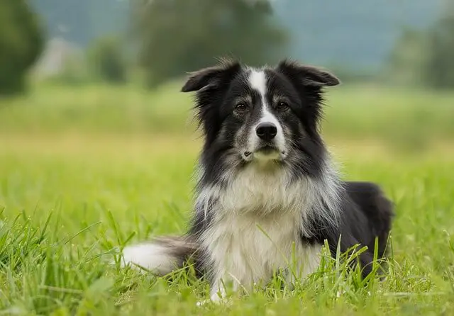 kada je počeo selektivni uzgoj pasa